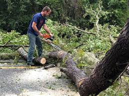 Best Lawn Dethatching  in Terville, WA