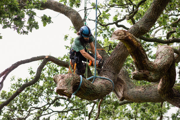 Best Tree Health Inspection  in Terville, WA