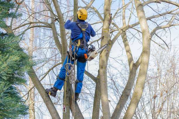 How Our Tree Care Process Works  in  Waterville, WA