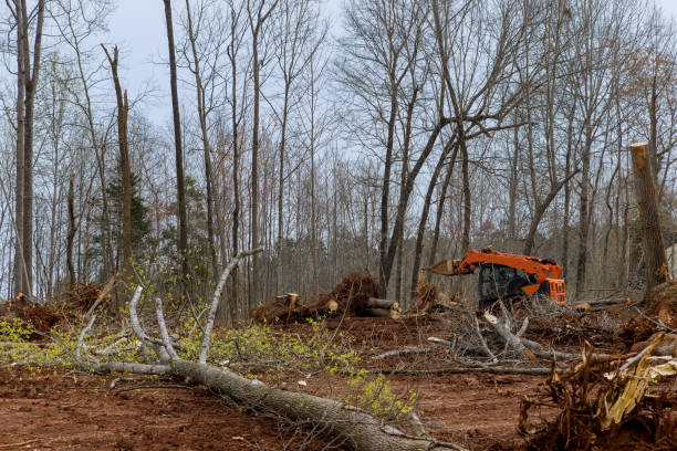 Best Tree Maintenance Programs  in Terville, WA