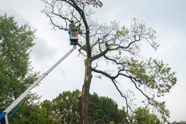 Best Tree Risk Assessment  in Terville, WA