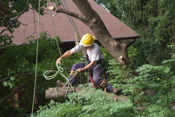 Trusted Waterville, WA Tree Care Experts