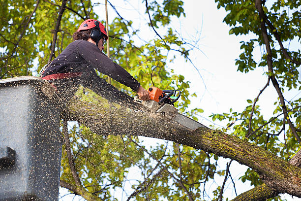  Terville, WA Tree Care Pros