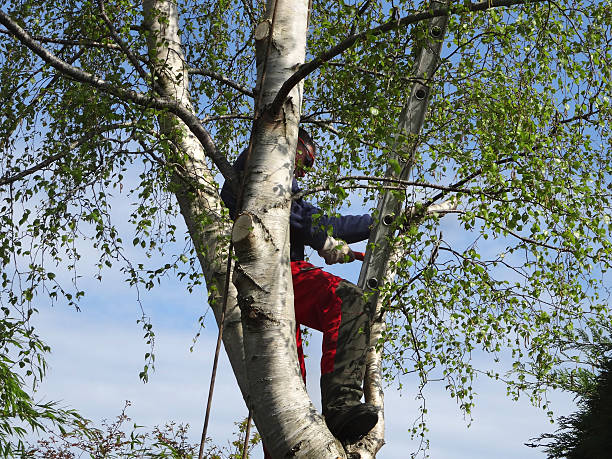 Best Arborist Consultation Services  in Terville, WA