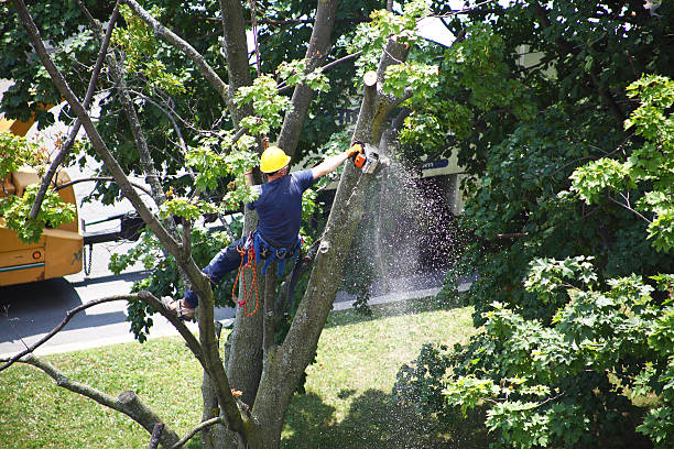 Best Lawn Pest Prevention  in Terville, WA