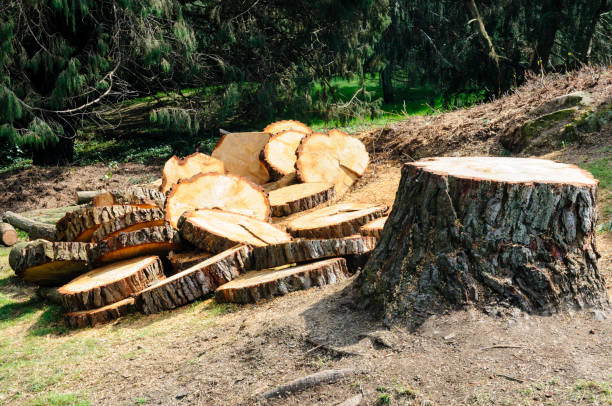 Best Tree Trimming and Pruning  in Terville, WA